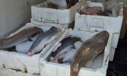 Antalya'da nesli koruma altındaki balık türlerini avlayan kişiye ceza kesildi