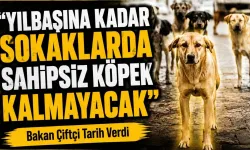 Yılbaşına Kadar Sokaklarda Sahipsiz Köpek Kalmayacak