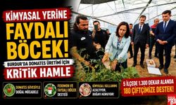 Kimyasal Yerine Faydalı Böcek! Burdur'da Domates Üretimi İçin Kritik Hamle