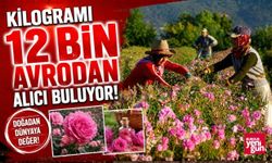 Kilogramı 12 bin avrodan alıcı buluyor!