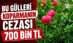 Bu gülleri koparmanın cezası yaklaşık 700 bin TL
