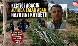 Kestiği Ağacın Altında Kalan Adam Hayatını Kaybetti