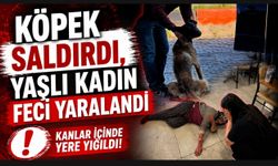 Tekmelere aldırmayan köpek kadının kolunu kopardı