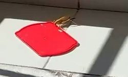 Burdur'da dev çekirgeyi kapta su ile beslediği anlar görüntülendi