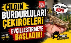 Çılgın Burdurlular! Çekirgeleri Evcilleştirmeye Başladılar