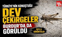 Türkiye'nin Konuştuğu Dev Çekirgeler Burdur'da da Görüldü