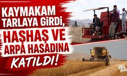 Tefenni’de hasat mesaisi: Kaymakam, üreticilerle tarlada bir araya geldi