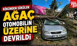 Kökünden Sökülen Ağaç Otomobilin Üzerine Devrildi