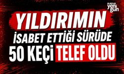 Yıldırımın isabet ettiği sürüde 50 keçi telef oldu