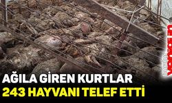 Komşuda ağıla giren kurtlar 243 küçükbaş hayvanı telef etti