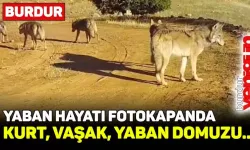 Burdur'daki yaban hayatı fotokapana yansıdı