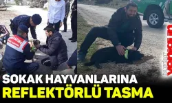 Burdur'da sokak hayvanlarına reflektörlü tasma uygulaması