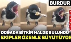 Burdur'da bitkin halde bulunan yavru saksağan özenle büyütülüyor