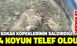 Sokak köpeklerinin saldırdığı 4 koyun telef oldu