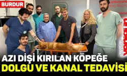 Azı dişi kırılan köpeğe, dolgu ve kanal tedavisi