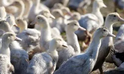 Bilim insanları vücutta kuş gribine karşı etkili bir savunma sistemi keşfetti