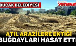 BUCAK BELEDİYESİ ATIL ARAZİLERİNE EKTİĞİ BUĞDAYLARI HASAT ETTİ