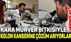 MAKÜ’lü Bilim İnsanları, Kara Mürver Meyvesiyle Kolon Kanserine Çözüm Arıyor