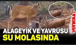 Alageyik ve yavrusundan ormanda su molası