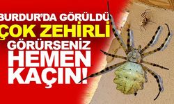 DÜNYA' NIN EN ZEHİRLİ ÖRÜMCEK TÜRLERİNDEN OLAN ARGİOPE LOBATA BURDUR'DA