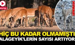 ALAGEYİK YAVRU SAYISI HER GEÇEN YIL ARTIYOR