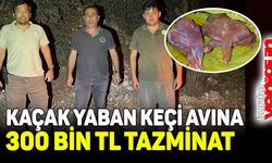 Kaçak yaban keçi avına 300 bin TL tazminat