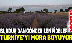Burdur'dan gönderilen lavanta fideleri, Türkiye'nin bahçelerini mora boyuyor