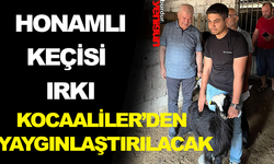 HONAMLI KEÇİSİ IRKI KOCAALİLER’DEN YAYGINLAŞTIRILACAK