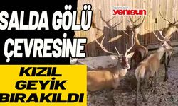 Salda Gölü çevresine Kızıl Geyik bırakıldı