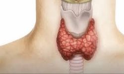 TİROİD HASTALIKLARI İLE İLGİLİ YANITI MERAK EDİLEN SORULAR