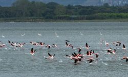 Yalova'da 254 kuş türüne ev sahipliği yapan Hersek Lagünü "kış kuşları"nı ağırlamaya başladı