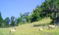 Anne ve yavru yaban keçileri Kaçkar Dağları'nda görüntülendi