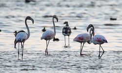 Kuraklık, Van Gölü Havzası'nda konaklayan flamingoların yaşam alanlarını değiştirdi