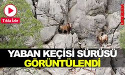 Yaban keçisi sürüsü görüntülendi