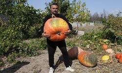 Mahalle muhtarı bahçesinde 40 kilogramlık bal kabağı yetiştirdi