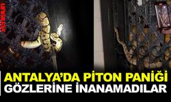 ANTALYA'DA PİTON PANİĞİ