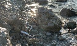 İskenderun sahilinde görülen balık ölümlerine inceleme başlatıldı