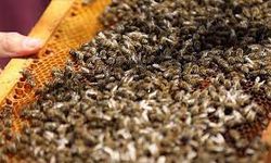 Aksaray’da çalınan arı kovanları Nevşehir’de bulundu
