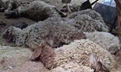 Şanlıurfa'da sahipsiz köpekler 12 koyunu telef etti