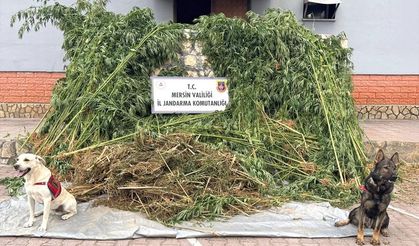 Mersin'de bahçesinde Hint keneviri yetiştiren zanlı tutuklandı