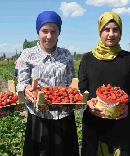 İster meyvesi, ister reçeli… Hasadı başladı: Kilosu 100 liradan satılıyor