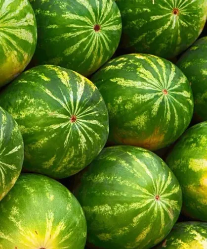 Adanalılar Açıkladı! Şeker Gibi Karpuz Seçme Tüyosu