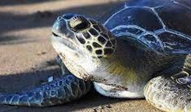 Tedavisi tamamlanan caretta caretta denize bırakıldı