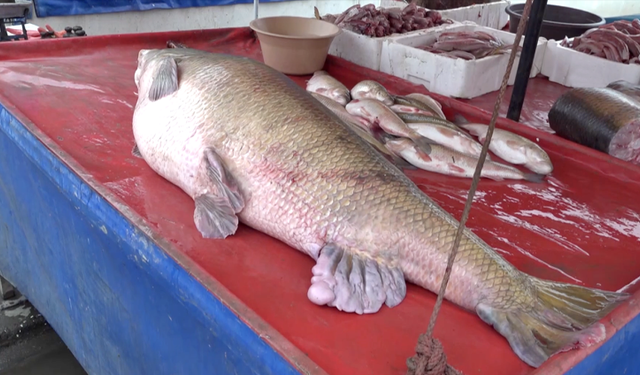 Balıkçılar oltayla 110 kilogramlık turna yakaladı