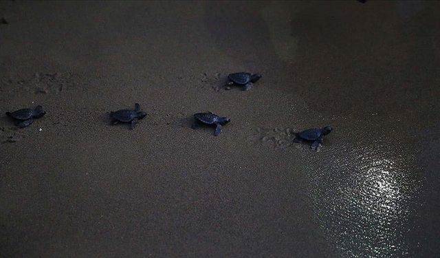 İztuzu sahilinde yaklaşık 35 bin caretta caretta mavi sularla buluştu logo × YAŞAM  İztuzu sahilinde yaklaşık 35 bin car