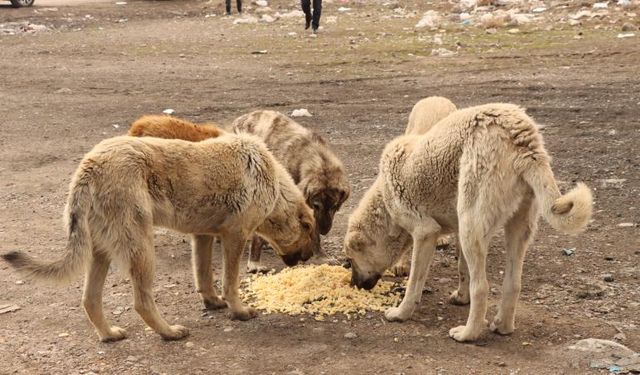 Ankara Valiliği sokak hayvanları için belediyelere yazı gönderdi