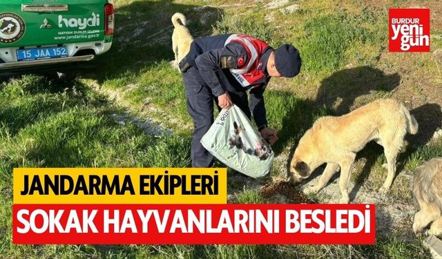 Jandarma ekipleri, Burdur'da sokak hayvanlarını besledi