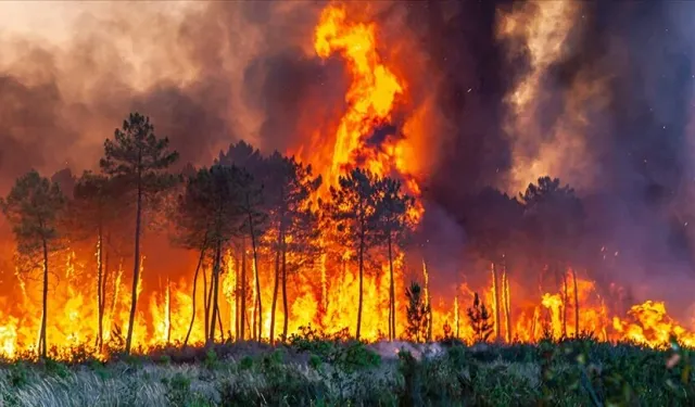 Doğanın Gücü: Yangınların Ardındaki Gizemli Hikaye