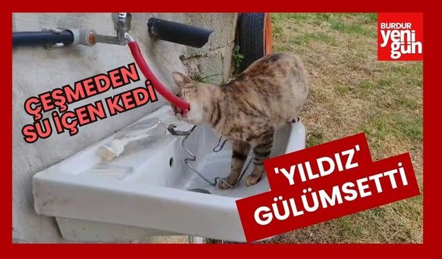 Çeşmeden su içen kedi 'Yıldız' gülümsetti