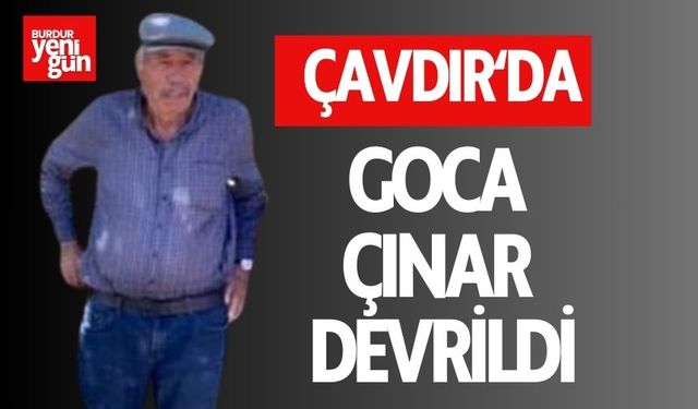 Çavdır’da Goca Çınar Devrildi